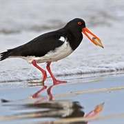 Chatham Oystercatcher
