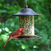 Birdfeeder