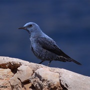 Blue Rock Thrush