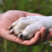 Love Your Pet Day (20 February)