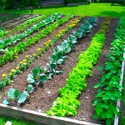 Grow a Garden With 3 Different Types of Vegitables/Fruit