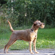 Irish Terrier