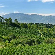 Coffee Plantations of the Central Valley, Costa Rica