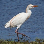 Cattle Egret