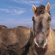 Belfast's Window on Wildlife