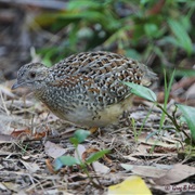 New Caledonian Buttonquail (Possibly Extinct)