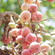 Sycamore Fig (Ficus Sycomorus)