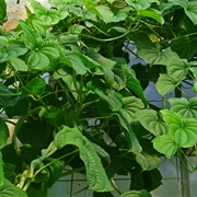 Lesser Yam (Dioscorea Esculenta)