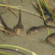 Tadpoles