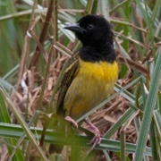 Clarke's Weaver
