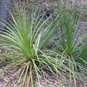 Texas Sotol (Dasylirion Texanum)