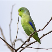 Blue-Winged Parrotlet (Forpus Xanthopterygius)