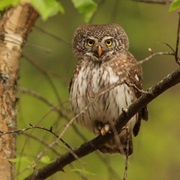 Dzukija NP / Cepkeliai NR, Lithuania