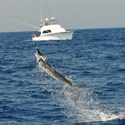 White Marlin Fishing