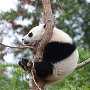 Giant Panda Tacking, China