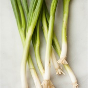 Scallion (Green Onion)