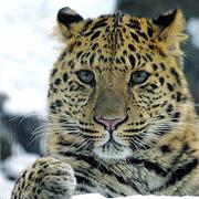 Amur Leopard