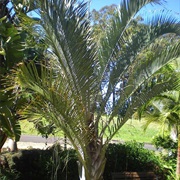 Triangle Palm