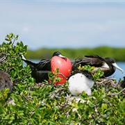 Frigate Bird Sanctuary, Barbuda