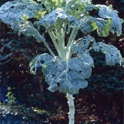 Jersey Cabbage