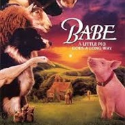 48 Pigs Were Used in Filming "Babe"