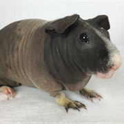 Skinny Pig