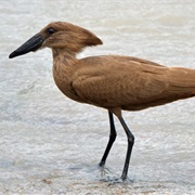 Hammerkop
