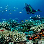 Learning to Dive, Maldives