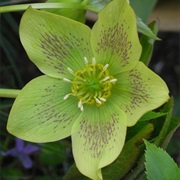 Lenten Rose