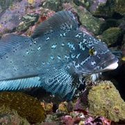 Kelp Greenling (Aka: Rock Trout, Kelp Trout, Kelp Cod)