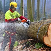 Acompany a Lumberjack