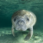 Crystal River National Wildlife Refuge