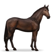 Hanoverian - Dark Bay
