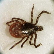 Pulled a Tick off Yourself or Someone Else