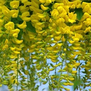 Laburnum