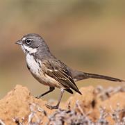 Bell's Sparrow