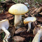 Hygrophorus Chrysodon