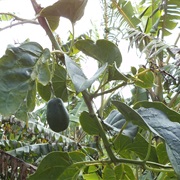 Solanum Sibundoyense