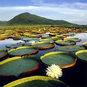 Pantanal Matogrossense, Brazil