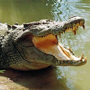Crocodile