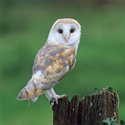 Barn Owl