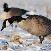 There Are 11 Sub-Species of Canadian Geese