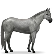 Argentinean Criollo - Dapple Gray