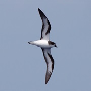 Bermuda Petrel (Bermuda)