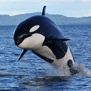 Orca