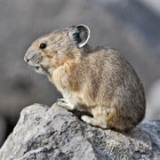 American Pika