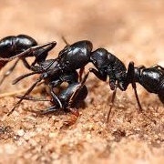 Ants