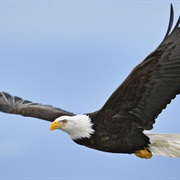 Seen an Eagle