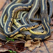 Common Garter Snake