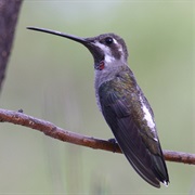 Plain-Capped Starthroat
